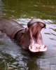 big_hippo_mouth.jpg