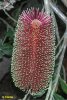 Banksia_praemorsa.jpg