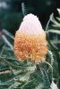 Banksia_prionotes.jpg