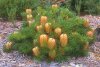 Banksia_spinulosa.jpg