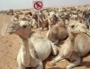 camels.jpg