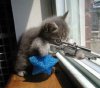 sniper Cat.jpg