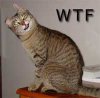 wtf_kitty.jpg