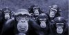 chimpanzees.jpg