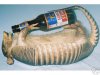 drunk armadillo.jpg