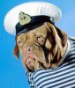sailordog.jpg