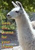 1167865141134llama.jpg