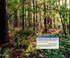 update in woods2.jpg