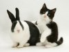 tuxedo bunny, cat.jpg
