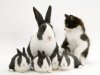 mom bunny n 4, cat, tuxedo.jpg