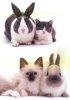 bw bunny-cat, siamese type cat, bunny.jpg