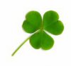 clover.jpg