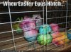 easter eggs.jpg