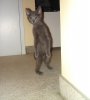 cat_walking_on_two_legs.jpg