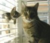 kitty blinds.jpg