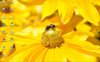 beedesktop.jpg