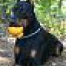 dober33