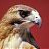 Hawk