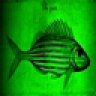 greenfish