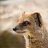 mongooseba