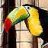 Toucan