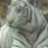 whitetiger