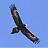 Bold Eagle