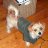 2 Dog n me